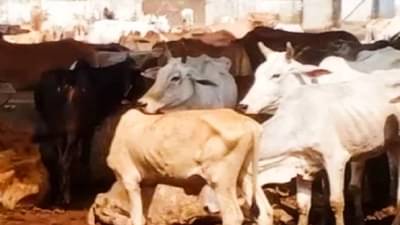 Nashik News : कत्तलीसाठी नेणारे गोवंश पकडले, नाशिकमधील पाच महत्त्वाच्या बातम्या