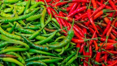 लाल मिरची की हिरवी मिरची, आरोग्यासाठी कोणती फायदेशीर? जाणून घ्या