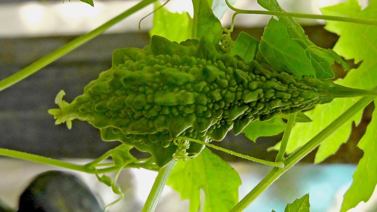 कारल्यासोबत या 5 गोष्टी चुकूनही खाऊ नका; पोटात उठेल गोळा