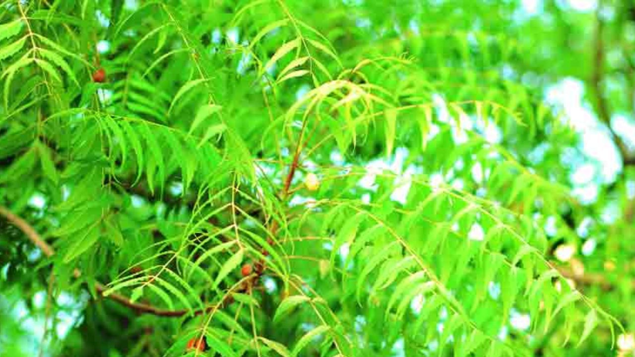 कडुलिंबची पाने गुणकारी आहेत. दातांसाठी ते प्रभावी आहे. कडुलिंबच्या पानांचा रस करुन त्याने गुळणे करा. दुखणे निर्माण करणारे बॅक्टेरिया मरुन जातात. त्यामुळे दातांच्या वेदना कमी होतात.