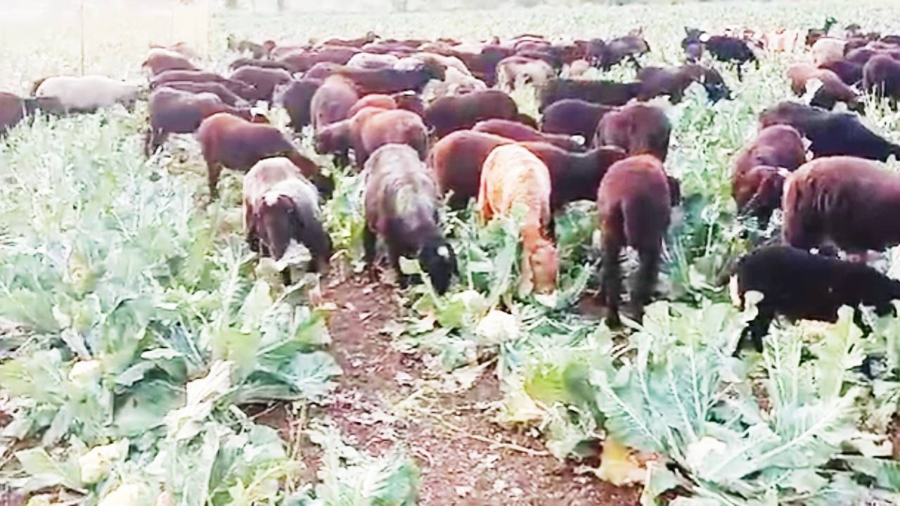 मग तांगडे यांनी फुलकोबी फेकून दिली नाही. तर उभ्या पिकात मेंढ्या सोडल्या. मेढ्यांचा कळप त्यांच्या शेतात थांबला. मेंढपाळाना यामुळे धक्का बसला. पण तांगडे यांनी मेंढ्या चारायला परवानगी दिली.
