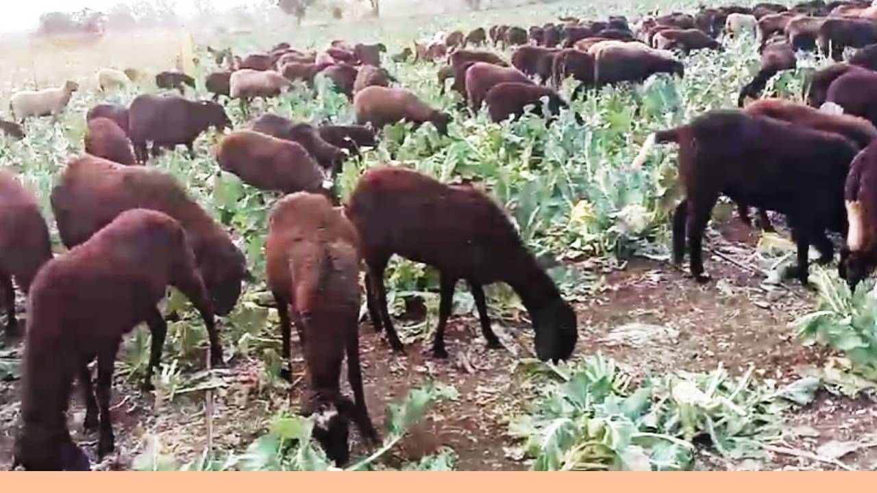 भोकरदन तालुक्यातील वडोद तांगडा या परिसरात माणिक तांगडे या शेतकऱ्याने पण फुलकोबी लावली होती. पण त्याचा लागवडीचा खर्च ही निघाला नाही.