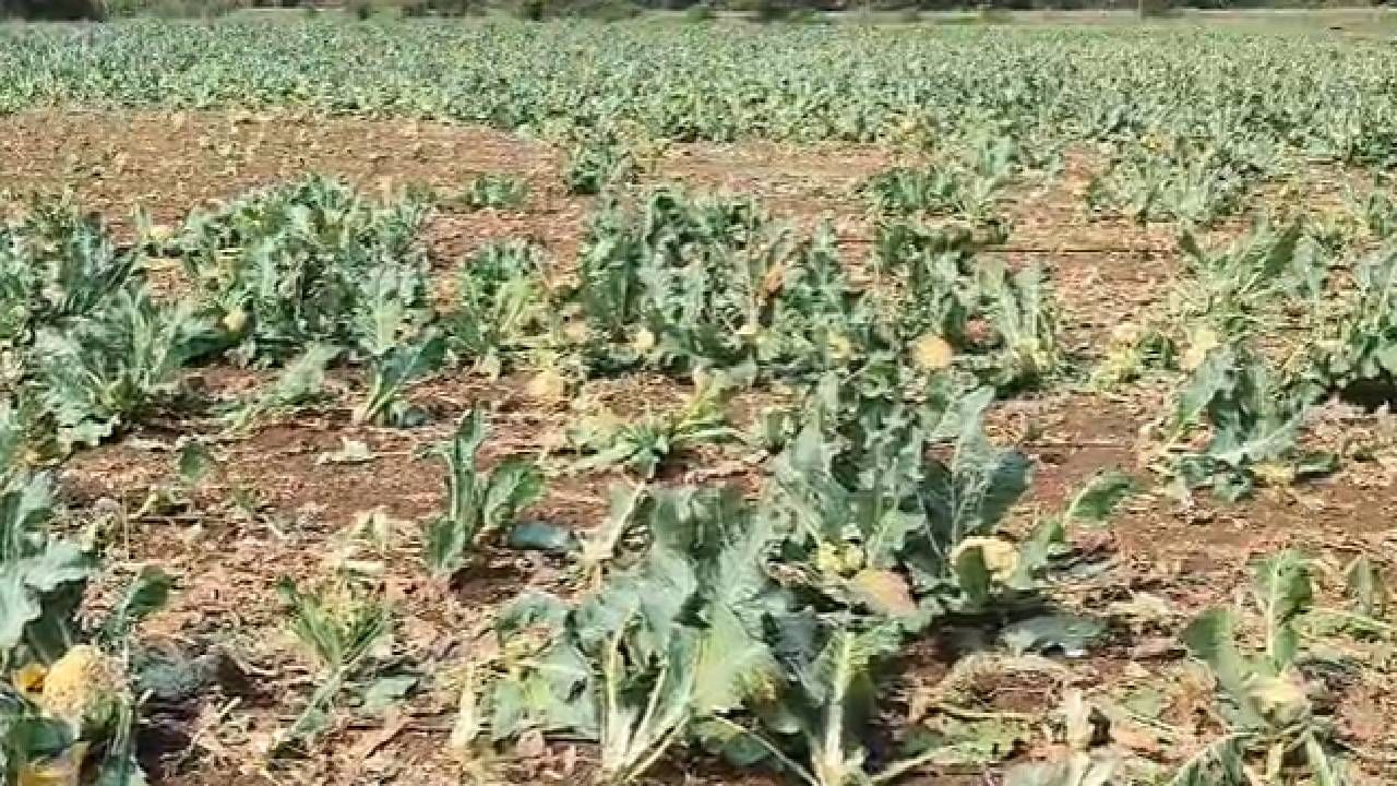 सोयाबीन पाठोपाठ तुरीचा भाव गडगडला. टोमॅटो पाच रुपयांवर आला. तर फुलकोबीचे पण दर आपटले. त्यामुळे जालना जिल्ह्यातील भोकरदन तालुक्यातील या शेतकर्याने फुलकोबी फेकून न देता हे काम केले.