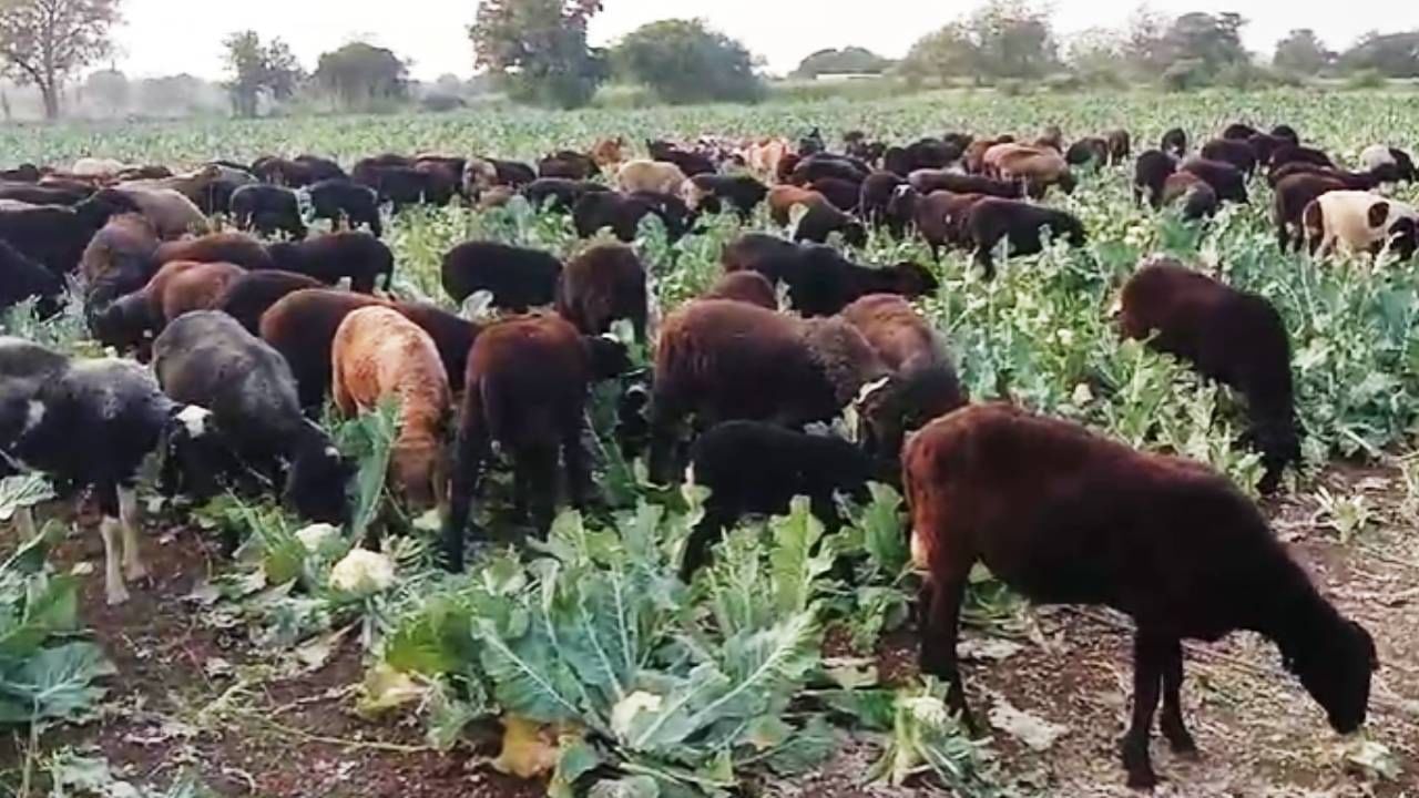 माणिक तांगडे यांना दीड एकर क्षेत्रावरील गोबीसाठी खत रासायनिक फवारण्याअसा एकूण 75 हजार रुपयांचा खर्च आला. मात्र भाव नसल्यामुळे ते संतप्त झाले. पण त्यांनी फुलकोबी फेकून न देता आपल्या शेतात मेंढ्या चरायला सोडल्या.