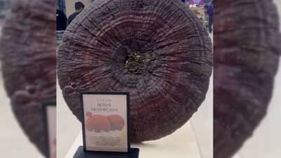 OMG! देशात विकलं जातंय चक्क इतक्या लाखांचा मशरूम, जाणून घ्या याची जबरदस्त खासियत