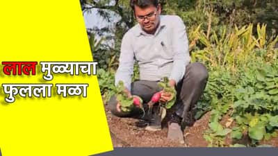 लाल मुळ्याची कमाल, एक किलोला 100 रुपयांचा भाव, सातपुड्याच्या डोंगररांगात फुलली शेती