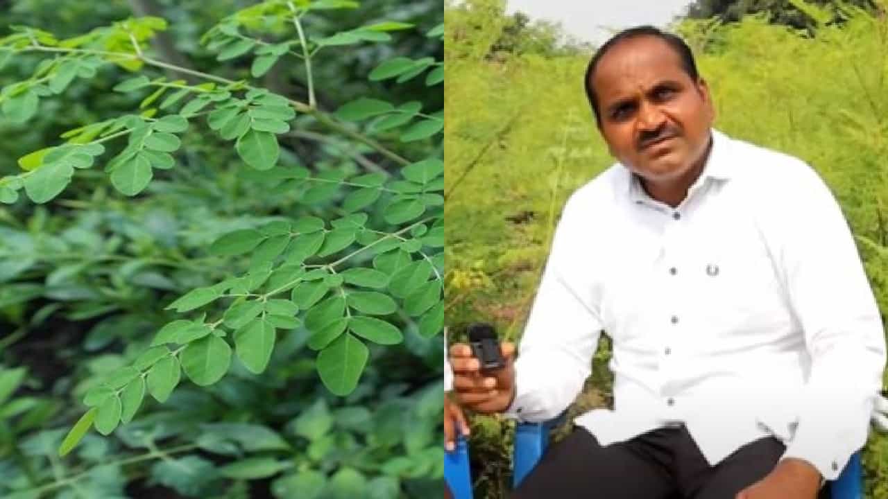 शेवगा पाल्याची भूकटी थेट साता समुद्रापार अमेरिकेत रवाना, शेतकऱ्याचा हटके प्रयोग