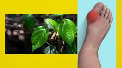 यूरिक एसिडची पातळी कमी करायची असेल तर विड्याची पाने गुणकारी, असा वापर करा