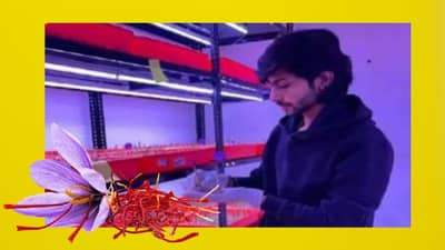 तरुणाची केशरातून लाखोंची कमाई, केवळ 15x16 रुममध्ये एरोपोनिक शेतीची कमाल