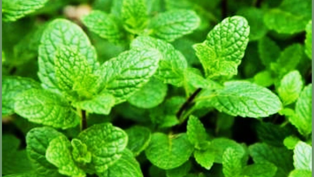 पुदिना शरीरासाठी अत्यंत लाभदायक आहे. त्याचा रस कडू असला तरी त्याचे अनेक फायदे आहेत. जर ज्युस घेणे जमत नसेल तर मग त्याची ताजी ताजी चार पाच पानं चघळा, चावा आणू खाऊन टाका. 