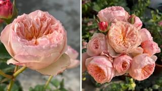 Rose Day 2025 : 7 फेब्रुवारीला ‘रोज डे’ साजरा का केला जातो? रोमिओ ज्युलिएट काय आहे कनेक्शन?