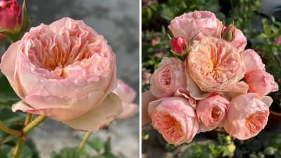 अगं बाई! जगातील एकमेव गुलाबाचं फूल जे सुकत नाही, रात्रीच बहरतं अन् स्मेल... किमत ऐकून ठसकाच लागेल!