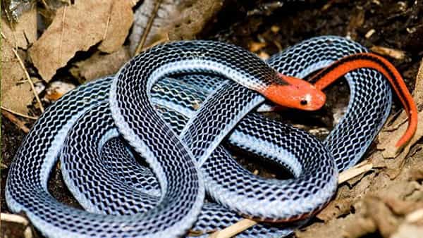 ब्लू कोरल स्नेक: ब्लू कोरल साप आकर्षक रंगाचा सडपातळ आणि मध्यम आकाराचा साप आहे. त्याचे शरीर काळे किंवा गडद निळे असते. त्याच्या बाजूने पांढरे किंवा हलके निळे पट्टे आहेत. ते चमकदार लाल रंगाचे आहेत. त्याचे डोके देखील लाल रंगाचे असते आणि शेपटी देखील लाल रंगाची असते. दक्षिण पूर्व आशियात हा साप सापडतो. हा खूप विषारी आहे. परंतु हा लाजाळू आहे.
