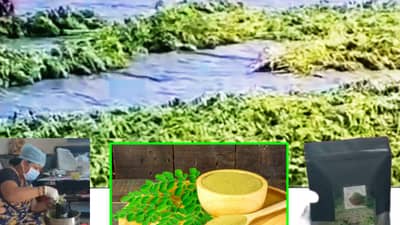 करमाळ्याच्या शेतकऱ्याची अमेरिकेला भुरळ; शेवग्याने असे केले मालामाल, मग तुम्ही मागे कशाला राहता