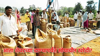 आता शेवटच्या दाण्यापर्यंत सोयाबीन खरेदी?, राज्यातील शेतकर्‍यांना लॉटरी, निर्णय तरी काय?