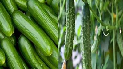 Summer Cucumber Benefits: उन्हाळ्यात काकडी खाण्याची योग्य वेळ तुम्हाला माहिती आहे का?