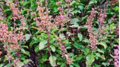 Vastu Tips: घरातील तुळशीच्या रोपाजवळ चुकूनही या वस्तू ठेऊ नका अन्यथा...