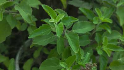 Tulsi Water Benefits: सकाळी रिकाम्या पोटी तुळशीचे पाणी पिण्याचे आरोग्यदायी फायदे..... जाणून घ्या