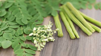 Benefits of Moringa Leaves: शेवगाच्या पानांचे आरोग्यदायी फायदे एकून व्हाल थक्क...!