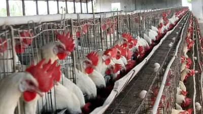 कोंबडी प्रणी आहे की पक्षी? तुम्हालाही नाही सांगता येणार, जाणून घ्या हायकोर्टानं काय दिला निर्णय