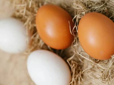 कोणतं अंड जास्त पावरफूल, पांंढरं की तपकिरी? काय आहे दोन्हीमध्ये फरक
