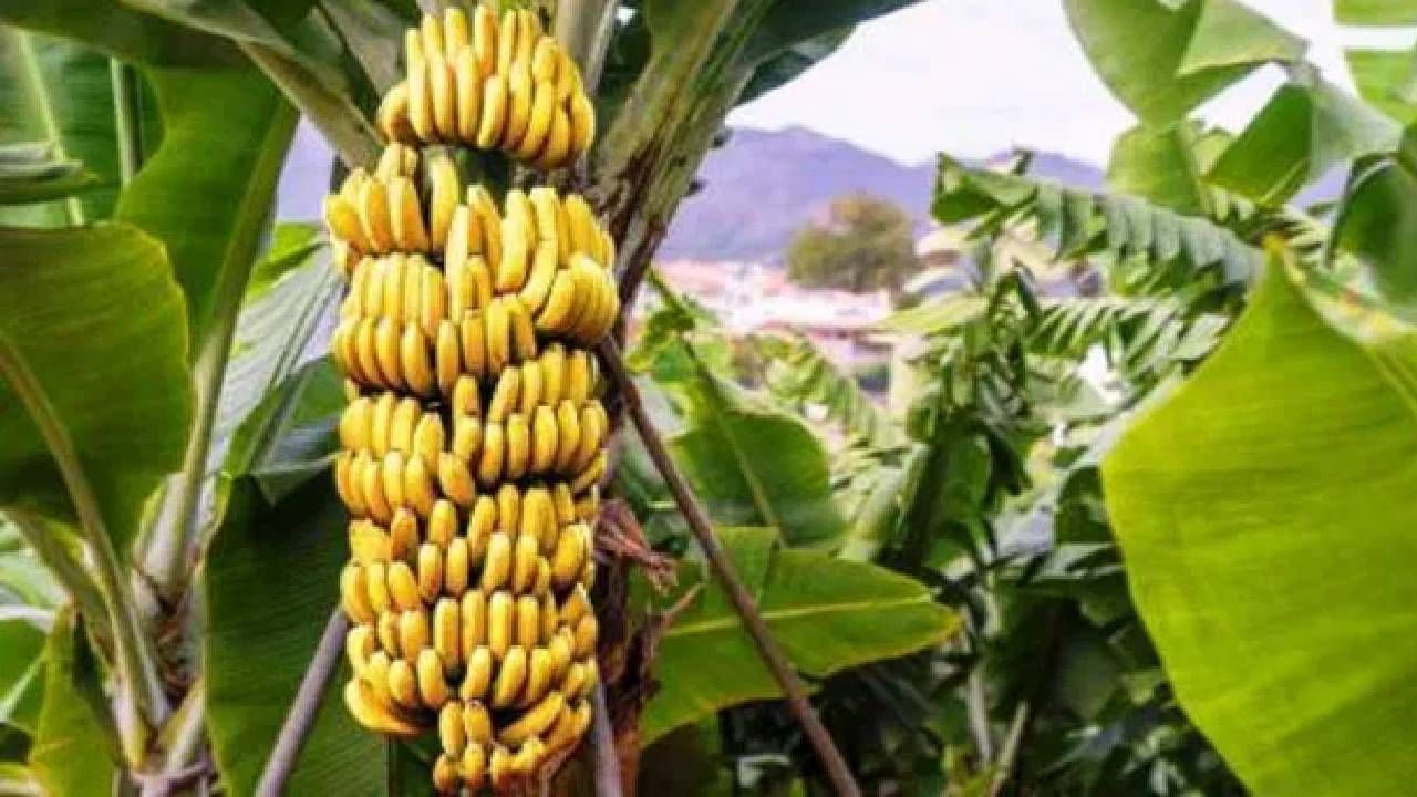 महाशिवरात्रीनिमित्त उपास करताना चुकूनही 'या'केळ्याचे सेवन करू नका, फायद्या ऐवजी होईल नुकसान