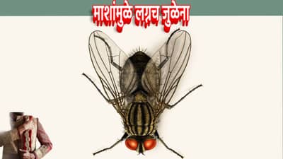 देशातील या गावात माश्यांमुळे मुलांच्या लग्नाला ब्रेक!, कारण वाचून तुमचा पण विश्वास नाही बसणार