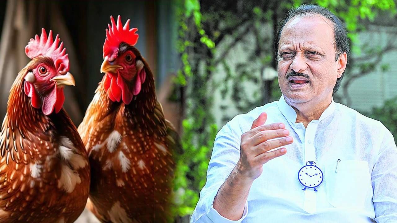 कोंबड्यांचं मासं खाल्ल्यानं GBS ची लागण? अजित पवारांचं राज्यातील जनतेला एकच आवाहन, 'धोका टाळण्यासाठी...'