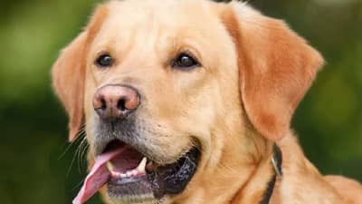 अंगावर आलेल्या कुत्र्याला हाकललं, तरूणाचा थेट अंगठाच कापला, कुठे घडला भयानक प्रकार ?