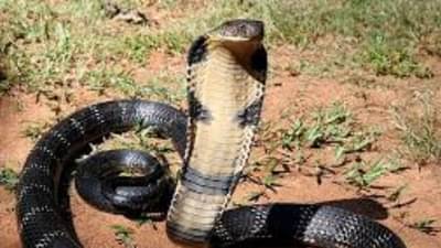 King Cobra Secret: किंग कोब्राचं मोठं सीक्रेट पहिल्यांदाच समोर... 188 वर्ष जुनी मान्यता मोडीत; 12 वर्षाच्या संसोधनात काय आढळलं?