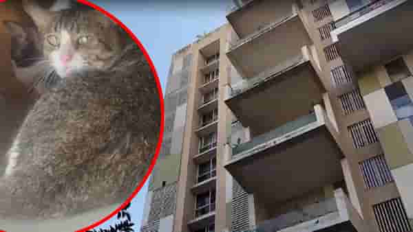 महिलेने 3BHK फ्लॅटमध्ये पाळल्या 350 मांजरी, पुण्यातील धक्कादायक प्रकार; रहिवाशांना मनस्ताप