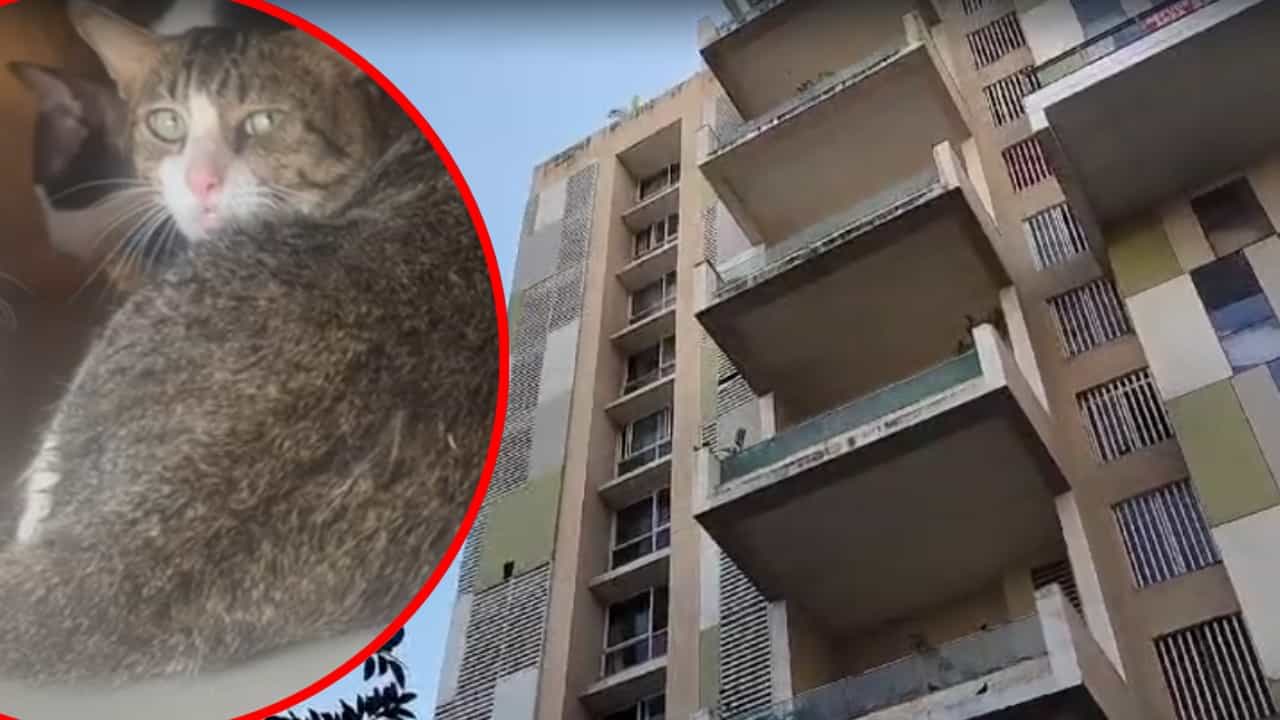 महिलेने 3BHK फ्लॅटमध्ये पाळल्या 350 मांजरी, पुण्यातील धक्कादायक प्रकार; रहिवाशांना मनस्ताप