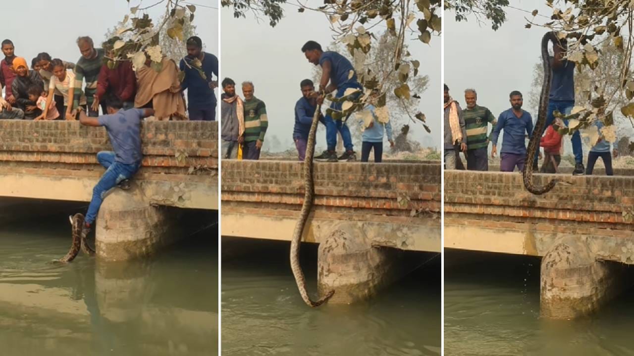 Video : कालव्यातून अजगराला बाहेर काढण्यासाठी लावली जीवाची बाजी, आणि...