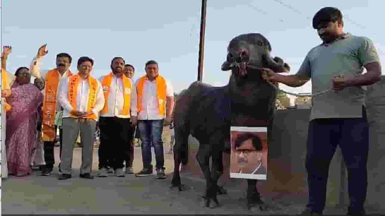 संजय राऊतांचा फोटो थेट रेड्याच्या गळ्यात, शिंदेंच्या शिवसेनेचं कुठं अनोखं आंदोलन?