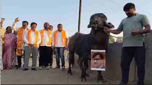 संजय राऊतांचा फोटो थेट रेड्याच्या गळ्यात, शिंदेंच्या शिवसेनेचं कुठं अनोखं आंदोलन?