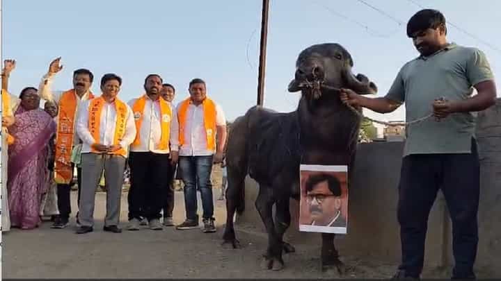 संजय राऊतांचा फोटो थेट रेड्याच्या गळ्यात, शिंदेंच्या शिवसेनेचं कुठं अनोखं आंदोलन? संजय राऊतांचा फोटो थेट रेड्याच्या गळ्यात, शिंदेंच्या शिवसेनेचं कुठं अनोखं आंदोलन?