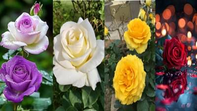 Rose Day 2025 : प्रपोज करायला निघालात? थांबा तिला कोणताही गुलाब देऊ नका, गुलाबाच्या प्रत्येक रंगाचा अर्थ जाणून घ्या