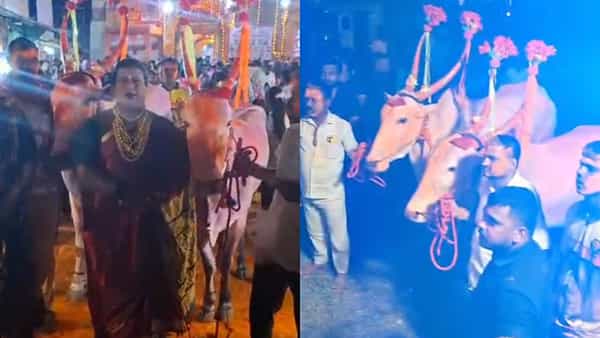 आपण आजपर्यंत मंत्री आणि आमदारांचे बॉडीगार्ड पाहिले होते. पण बैलाचे बॉडीगार्ड कधी पाहिले का? सांगलीत एका पठ्ठ्याने बैलाचे बॉडीगार्ड घेऊन देवीचा नवस फेडला आहे.