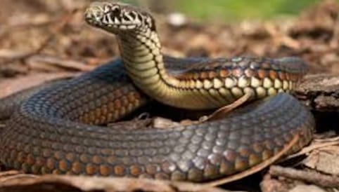 अजगर याचा झोपण्याचा कालावधी प्रदीर्घ असतो. आशिया, आफ्रीका आणि ऑस्ट्रेलियात आढळणारा विशालकाय अजगर १८ तासांची मस्त झोप काढत असतो. जे साप रात्रीचे सक्रीय असतात ते दिवसा झोपा काढतात. तर दिवसा सक्रीय असणारे साप रात्री झोपतात