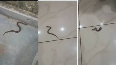 दोरी समजून उचलायला गेले अन् निघाला साप - कुठे घडली हादरवणारी घटना ?