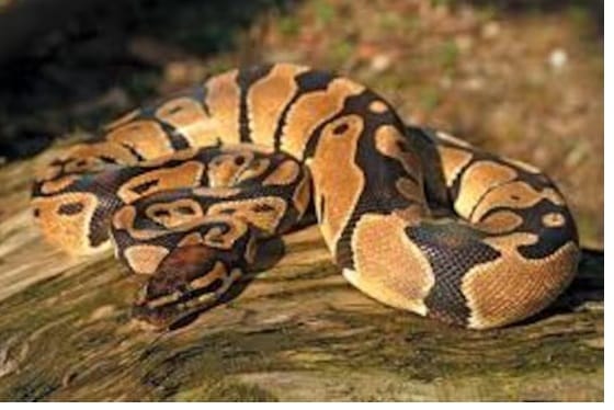 साप किती दिवस झोपतात?, त्यांच्या झोपेला शीतकालिन समाधी का म्हणतात? पाहा