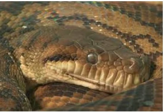 थंडीत बहुतांश साप बिळात किंवा गुहेत झोपतात. या वेळी ते जादा काळ झोपतात. थंडीत साप २० ते २२ तास झोपा काढतात. विशाल अजगर थंडीत एका वेळी शिकार केल्यानंतर अनेक दिवस झोपून असतो.