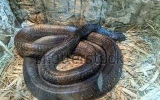 आपली झोप अनेक टप्प्याची असते. जशी हल्की झोप, गाढ झोप आणि अधुरी झोप. अशावेळी झोपेत आपण स्वप्नं पहातो. परंतू सापांची झोप वेगळी असते. शीतकालीन निद्रावस्थेत सापांचे शरीर लगबग निष्क्रीय होते. त्यांच्या हृदयाची गती धीमी होते. ते श्वासही एकदम हळूहळू घेतात. त्यावेळी ते झोपलेत की मेलेत हे देखील समजत नाही.