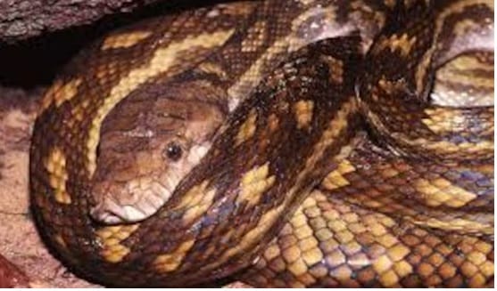 थंडीत सापांचे शरीर गार पडते. त्यावेळी त्यांना अन्न शोधण्यासाठी शिकार करणे आणि भक्ष्य शोधणे अवघड बनते. यामुळे ते शीतनिद्रावस्थेत पोहचतात. त्यावेळी शरीरात आधीच साठलेल्या चरबीचा ते अन्नसाठी वापर करतात. ही चरबी त्यांना जगवते. काही साप तर आठ महिने शीतकालिन निद्रेत असतात.त्याच्या शीतनिद्रेचा काळ हा त्याची प्रजाती आणि वातावरणावर अवलंबून असतो. शीतकालीन निद्रेत त्यांचे वजन देखील घटते.