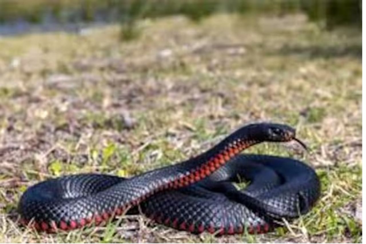 सापांचे सरपटण्याचा वेग नेमका किती असतो ? त्याचे वय किती आहे. ज्याबद्दल सर्वसामान्यांना जास्त माहिती नाही. एकाच एक प्रश्न आहे की सांप किती तास झोपतात. सर्वात सुस्त समजला जाणारा अजगर किती तास झोपतो ? सापांच्या झोपेचा विचार केला तर ते २४ तासांपैकी १६ तास झोपतात.