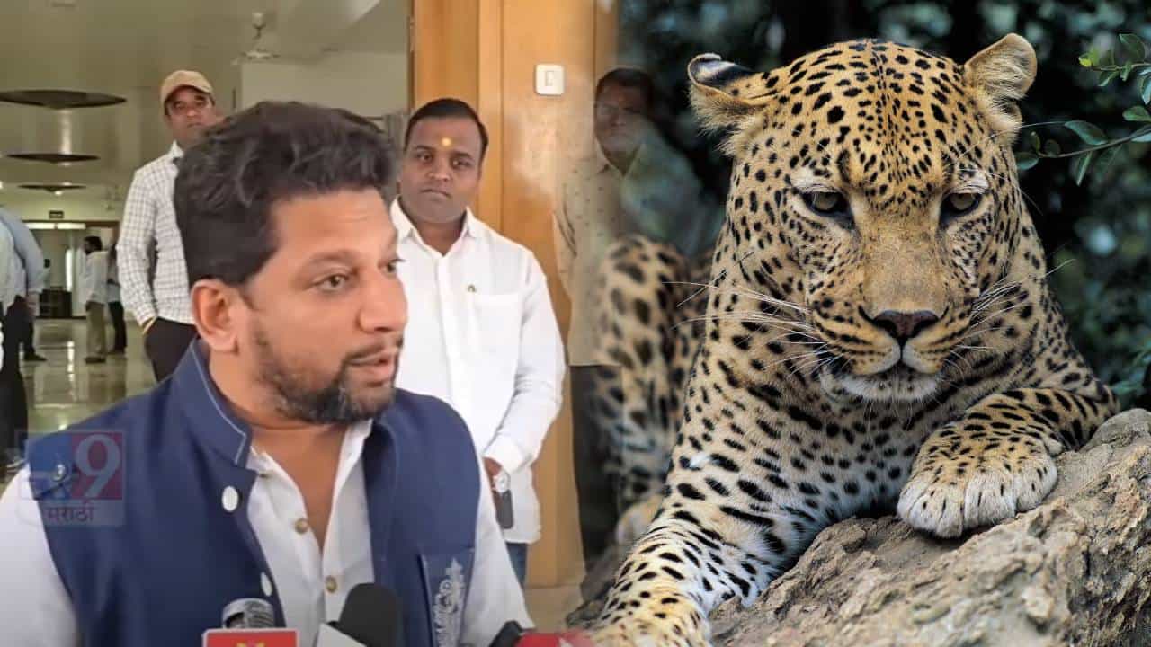 Sujay Vikhe Patil Video : बिबट्या माणसाला मारतो, आम्हालाही बिबट्याला मारू द्या; सुजय विखे थेट कोर्टात धाव घेणार