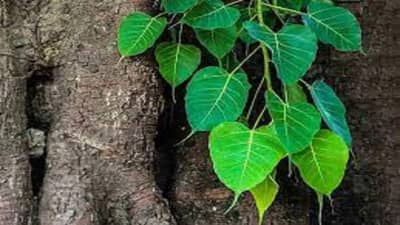 शनिवारी पिंपळाच्या झाडाजवळ ठेवा ‘ही’ वस्तू, शनीच्या कोपापासून मिळेल मुक्ती