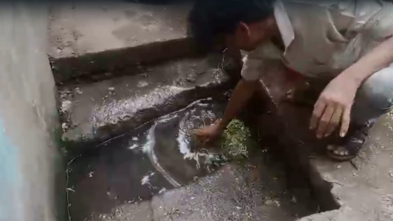 उल्हासनगरमध्ये चक्क गटाराच्या पाण्यात बुडवून पालेभाज्या धुतल्या जात असल्याचा एक व्हिडीओ व्हायरल झाला आहे.