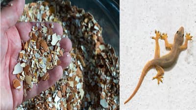 घरातील पालींपासुन कायमची सुटका मिळवायची आहे तर स्वयंपाकघरातील या वस्तूंचा करा वापर