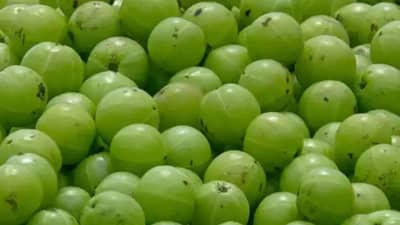 केसांना आवळा लावताना या ३ गोष्टी लक्षात ठेवा, अन्यथा पडु शकते टक्कल